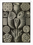 Corals. Tetracoralla by Ernst Haeckel