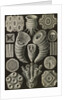 Corals. Tetracoralla by Ernst Haeckel