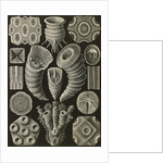 Corals. Tetracoralla by Ernst Haeckel