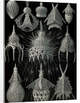 Microorganisms in the class Radiolaria. Crytoidea by Ernst Haeckel