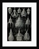 Microorganisms in the class Radiolaria. Crytoidea by Ernst Haeckel