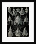 Microorganisms in the class Radiolaria. Crytoidea by Ernst Haeckel