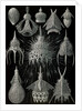 Microorganisms in the class Radiolaria. Crytoidea by Ernst Haeckel