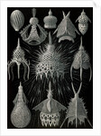 Microorganisms in the class Radiolaria. Crytoidea by Ernst Haeckel
