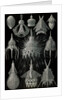 Microorganisms in the class Radiolaria. Crytoidea by Ernst Haeckel