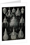 Microorganisms in the class Radiolaria. Crytoidea by Ernst Haeckel