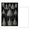 Microorganisms in the class Radiolaria. Crytoidea by Ernst Haeckel