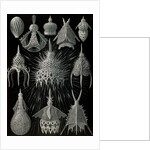 Microorganisms in the class Radiolaria. Crytoidea by Ernst Haeckel