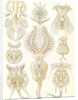 Microorganisms. Rotatoria by Ernst Haeckel