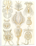 Microorganisms. Rotatoria by Ernst Haeckel