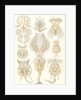 Microorganisms. Rotatoria by Ernst Haeckel