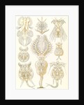 Microorganisms. Rotatoria by Ernst Haeckel