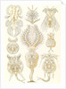 Microorganisms. Rotatoria by Ernst Haeckel
