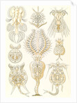 Microorganisms. Rotatoria by Ernst Haeckel