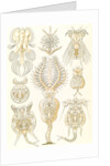 Microorganisms. Rotatoria by Ernst Haeckel