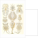 Microorganisms. Rotatoria by Ernst Haeckel