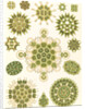 Algae in the genus Pediastrum. Melethallia by Ernst Haeckel