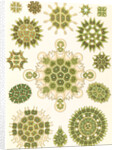 Algae in the genus Pediastrum. Melethallia by Ernst Haeckel