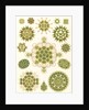 Algae in the genus Pediastrum. Melethallia by Ernst Haeckel