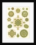 Algae in the genus Pediastrum. Melethallia by Ernst Haeckel