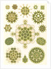 Algae in the genus Pediastrum. Melethallia by Ernst Haeckel