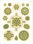 Algae in the genus Pediastrum. Melethallia by Ernst Haeckel