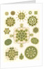 Algae in the genus Pediastrum. Melethallia by Ernst Haeckel