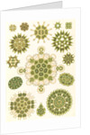 Algae in the genus Pediastrum. Melethallia by Ernst Haeckel