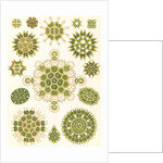 Algae in the genus Pediastrum. Melethallia by Ernst Haeckel