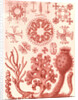 Glass sponges. Hexactinellae by Ernst Haeckel