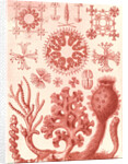 Glass sponges. Hexactinellae by Ernst Haeckel