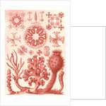 Glass sponges. Hexactinellae by Ernst Haeckel