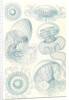 Jellyfishes. Leptomedusae by Ernst Haeckel