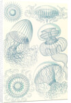Jellyfishes. Leptomedusae by Ernst Haeckel