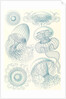 Jellyfishes. Leptomedusae by Ernst Haeckel