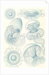 Jellyfishes. Leptomedusae by Ernst Haeckel