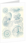 Jellyfishes. Leptomedusae by Ernst Haeckel
