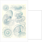 Jellyfishes. Leptomedusae by Ernst Haeckel