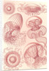 Jellyfishes. Leptomedusae by Ernst Haeckel