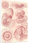 Jellyfishes. Leptomedusae by Ernst Haeckel