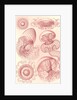 Jellyfishes. Leptomedusae by Ernst Haeckel