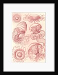 Jellyfishes. Leptomedusae by Ernst Haeckel