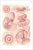 Jellyfishes. Leptomedusae by Ernst Haeckel