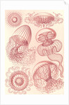 Jellyfishes. Leptomedusae by Ernst Haeckel