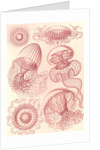 Jellyfishes. Leptomedusae by Ernst Haeckel