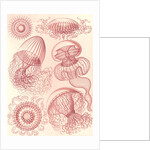 Jellyfishes. Leptomedusae by Ernst Haeckel