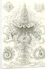 Marine invertebrates. Siphonophorae by Ernst Haeckel