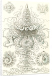 Marine invertebrates. Siphonophorae by Ernst Haeckel