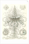 Marine invertebrates. Siphonophorae by Ernst Haeckel