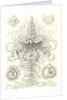 Marine invertebrates. Siphonophorae by Ernst Haeckel